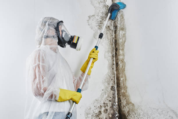 Best Attic Mold Removal  in Waretown, NJ