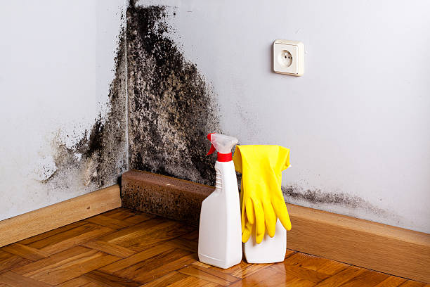 Best Mold Removal Process  in Waretown, NJ