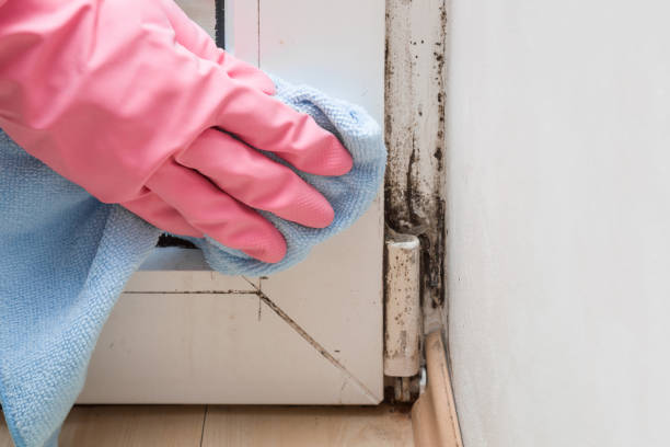 Best Black Mold Removal  in Waretown, NJ