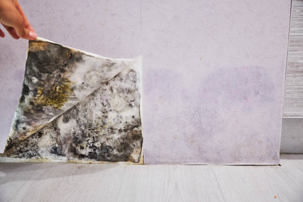 Best Emergency Mold Removal  in Waretown, NJ